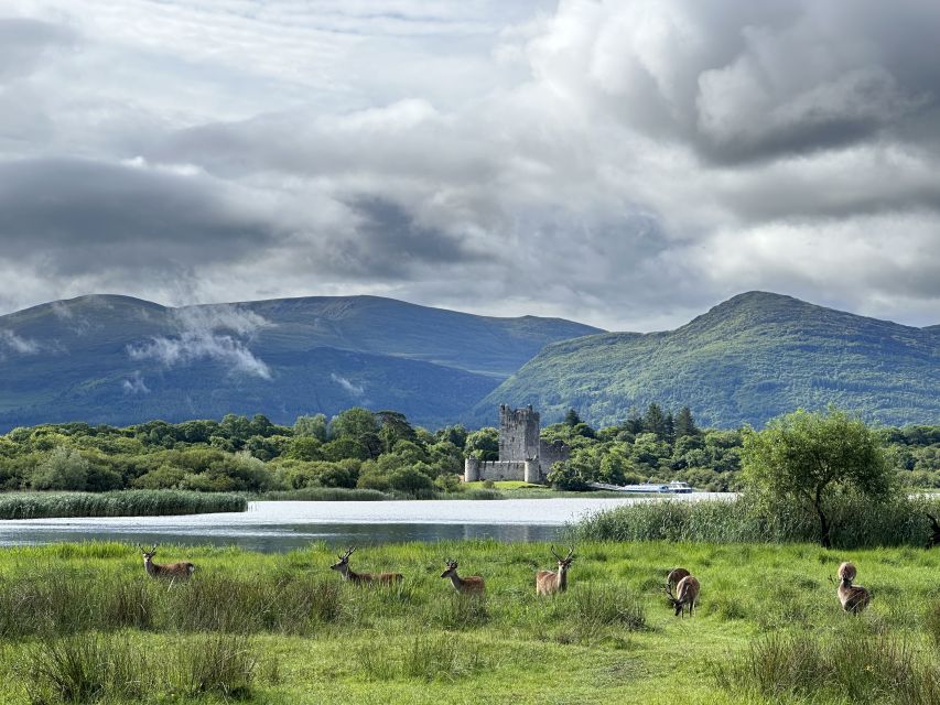 Killarney: Killarney National Park Private Tour - Ross Castle and the shores of Lough Leane
