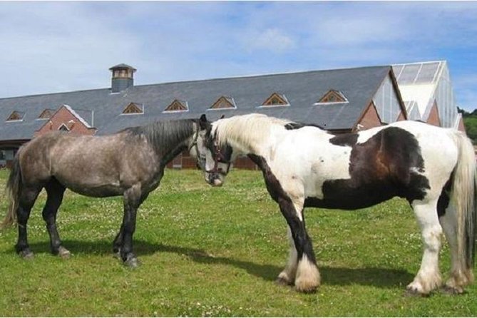 Killarney National Park Horseback Ride. Co Kerry. Guided. 1 hour. - Riding Into Killarney National Park