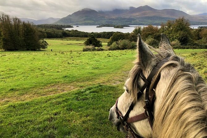 Killarney National Park Horseback Ride. Co Kerry. Guided. 1 hour. - Horses Matched to Your Riding Ability