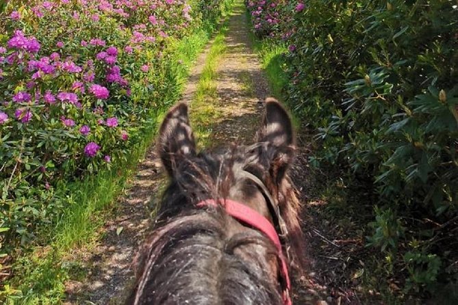 Killarney National Park Horseback Ride. Co Kerry. Guided. 1 hour. - Who Should Book This Ride?