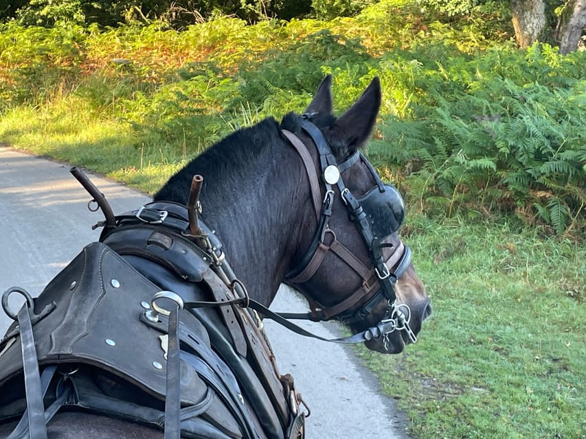 Killarney National Park Jaunting Car Tour - Entering Killarney National Park by horse-drawn carriage
