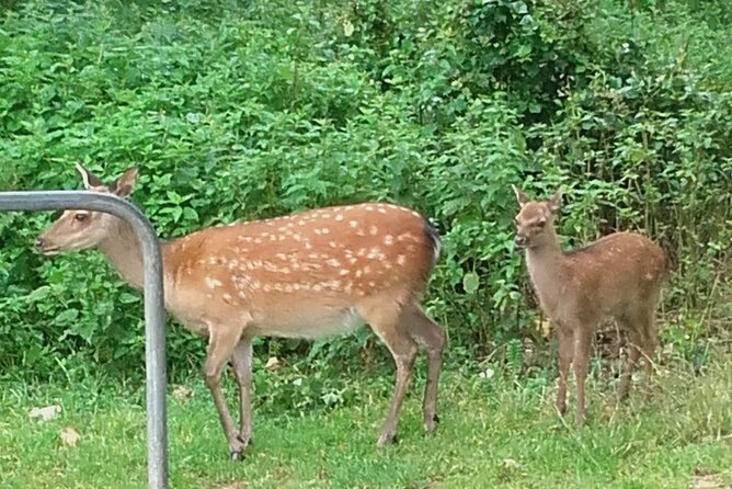 Killarney National Park Tour - Key points to know before you book
