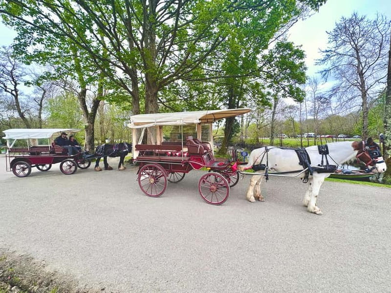 Killarney National Park Tour - What the guide adds to the ride
