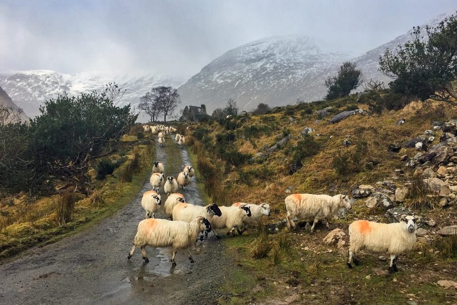 Killarney: The Ring of the Reeks - Backroads Rural Tour - The Black Valley and a quieter side of Kerry