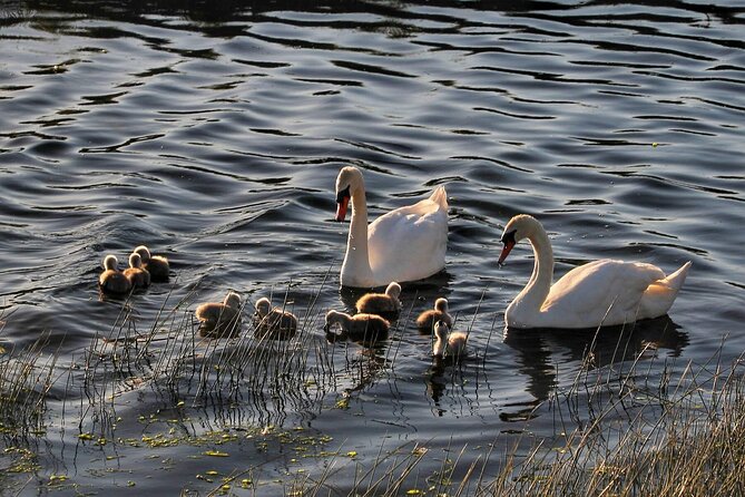 Lough Corrib History and Scenic Lake Cruise from Lisloughrey Pier Tour - Who should book this cruise?