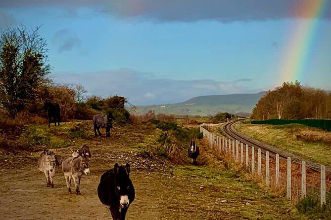 Luxury Photography Day Tour on Ring of Kerry and Skellig Ring - Fully Guided and Chauffeured - A guide-led day, not a self-drive challenge