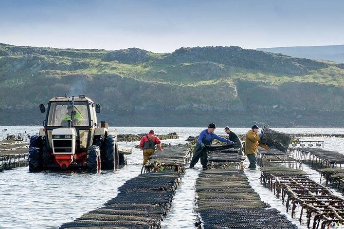 Oyster Farm and Tasting Experience - A working oyster farm instead of another sightseeing stop