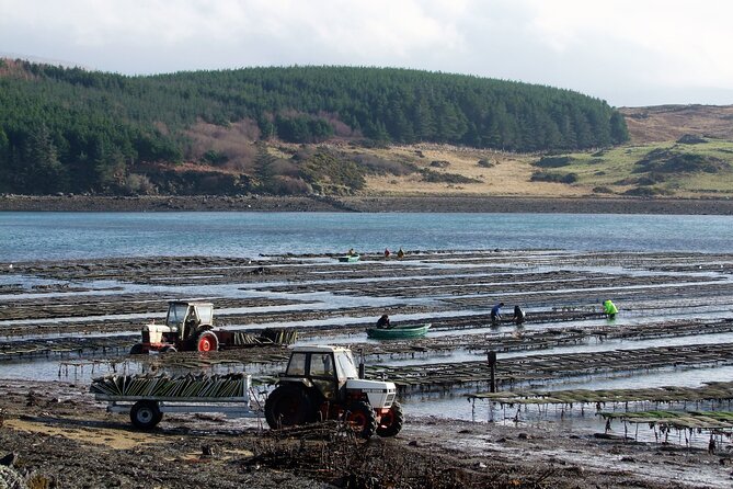 Oyster Farm and Tasting Experience - Learning to shuck an oyster