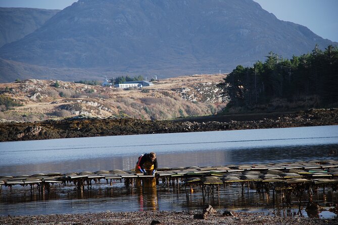 Oyster Farm and Tasting Experience - What the Connemara oysters taste like