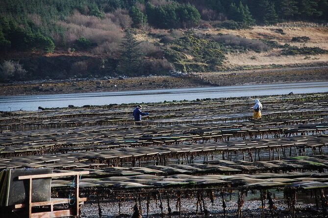 Oyster Farm and Tasting Experience - From oyster seed to the finished shell