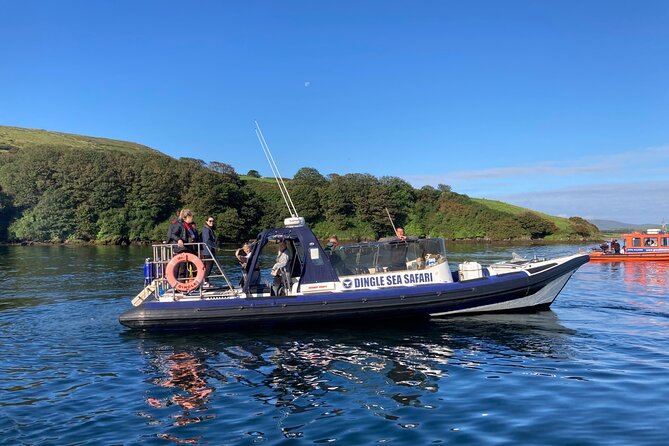 Private family sea safari - Wildlife watching on an Atlantic outing