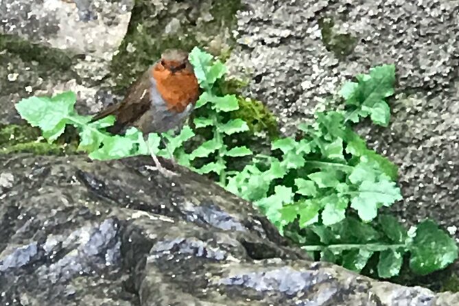 Private Garden of Ireland Wicklow Tour from Dublin - Why Wicklow makes a good day trip from Dublin