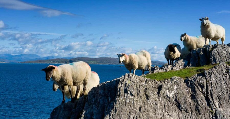 Private Wild Atlantic Day Tour from Cork - Kinsale and Clonakilty for a closer coastal day