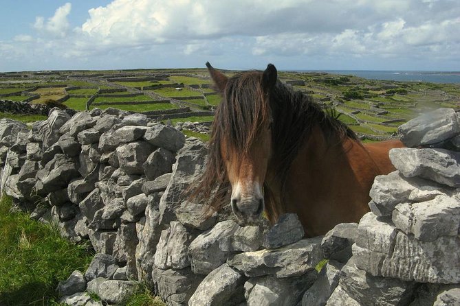 Ring of Kerry Day Tour from Cork: Including Killarney National Park - The lunch stop requires a little planning