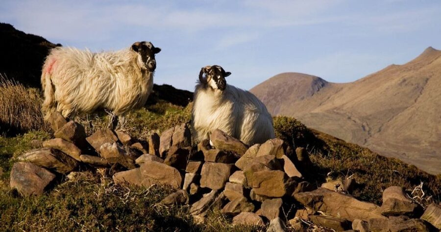 Ring of Kerry Full-Day Tour from Limerick - Sneem and the coastal viewpoints