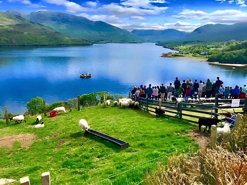 Sheepdog herding demo on working sheep farm. Galway. Guided. - Meeting a working farmer near Leenane