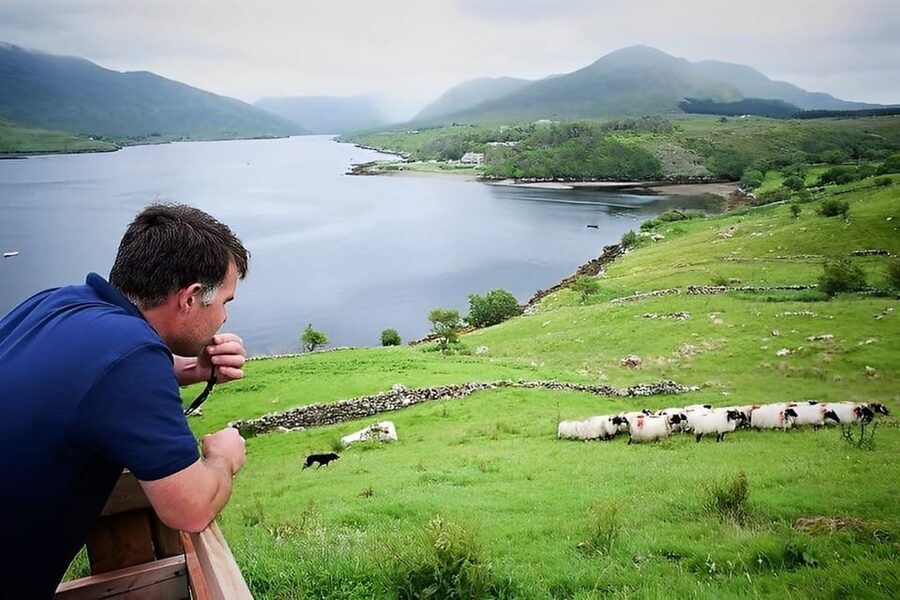 Sheepdog herding demo on working sheep farm. Galway. Guided. - Trying the slean in the bog