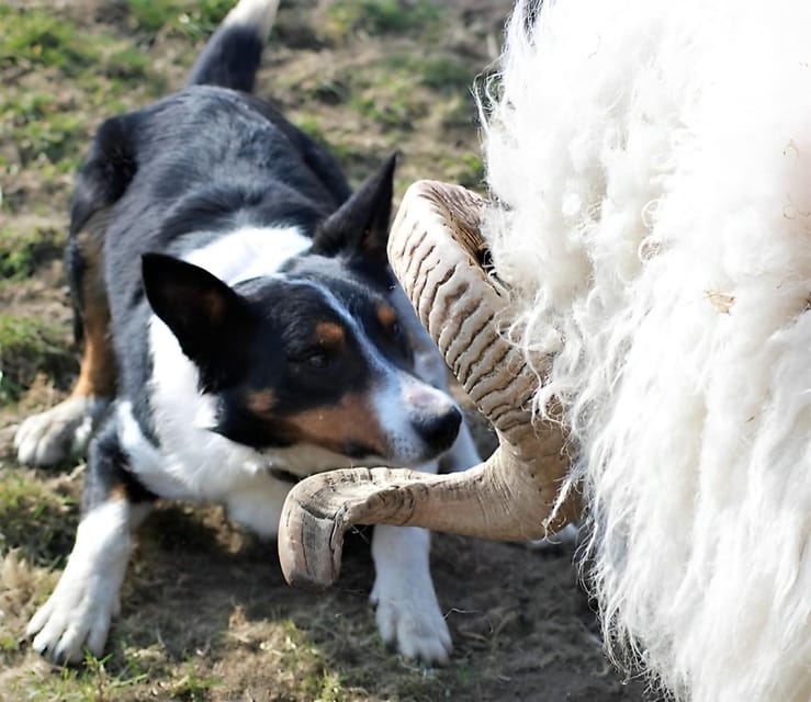 Sheepdog herding demo on working sheep farm. Galway. Guided. - Weather, clothing, and practical planning