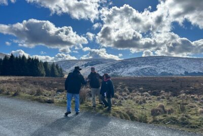 Sheepdogs in the countryside, authentic Dubliners city tour combo