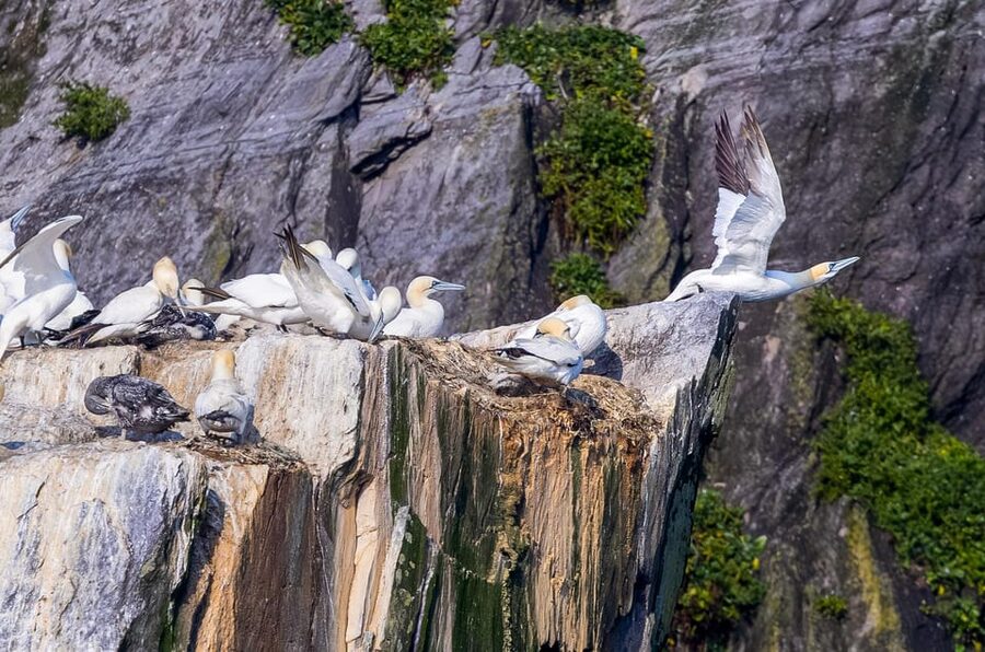 Skellig Michael: Skellig Sightseeing Cruise with AquaTerra - Weather, cancellations, and what to pack