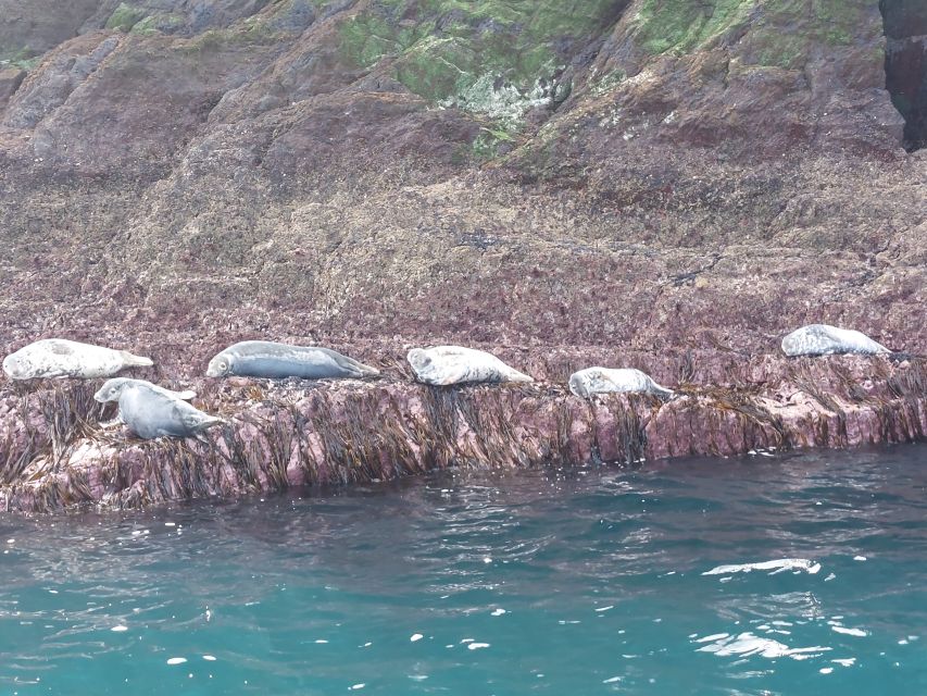 Skellig Michael: Skellig Sightseeing Cruise with AquaTerra - Small Skellig and the bird colonies