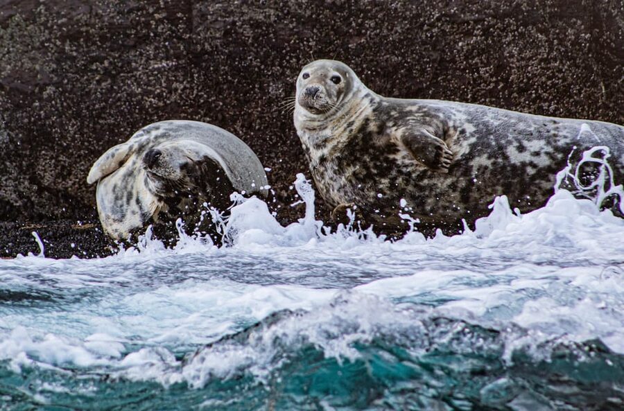 Skellig Michael: Skellig Sightseeing Cruise with AquaTerra - How the boat setup affects your comfort