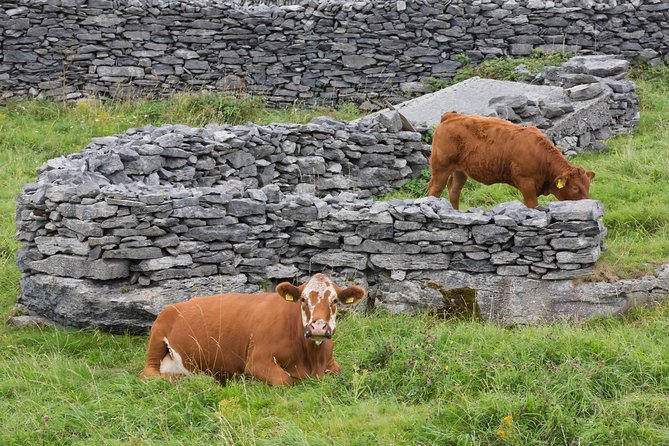 Small Group - Cliffs Cruise, Aran Islands AND Connemara in One Day from Galway - Inis Oirr, the smallest Aran Island