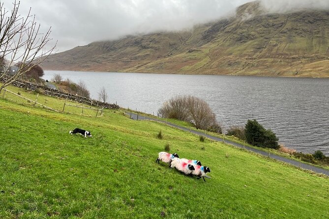 Small Group Kylemore Abbey, Sheepdog Demo & Connemara Tour - Leenane and Killary Fjord