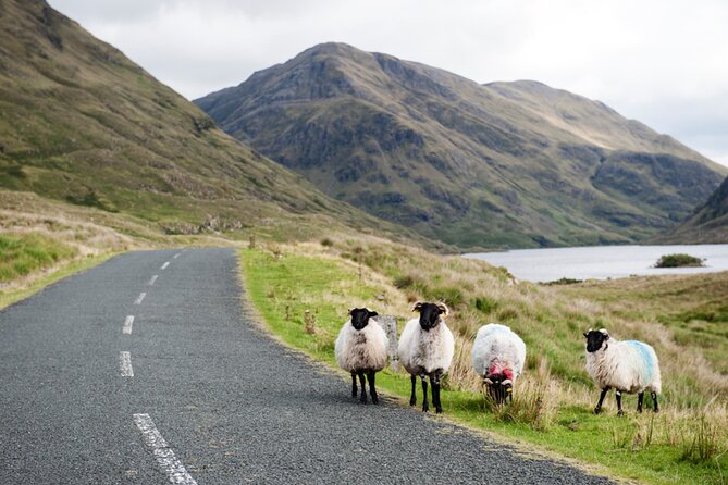 Small Group Kylemore Abbey, Sheepdog Demo & Connemara Tour - Booking, weather, and cancellation details