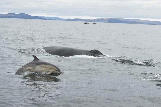 The Great Blasket Island Experience - Premium Tour - Wildlife around Dingle Bay and the Atlantic