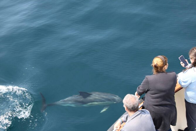 Wildlife Tour - Setting out from Dingle at 9:30 a.m.